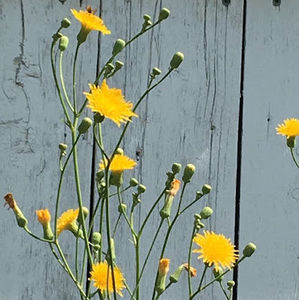 Meet your Posher, Yi lan